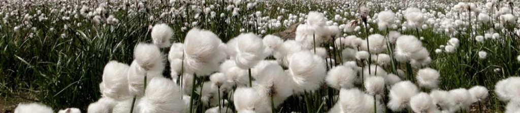 cotton.jpg